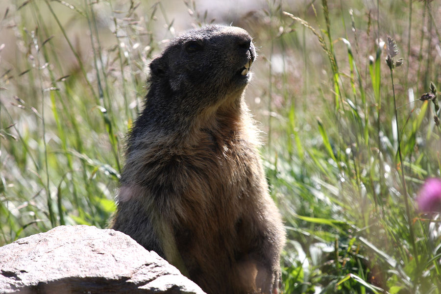 Marmotta - Passo della Furka (Svizzera)